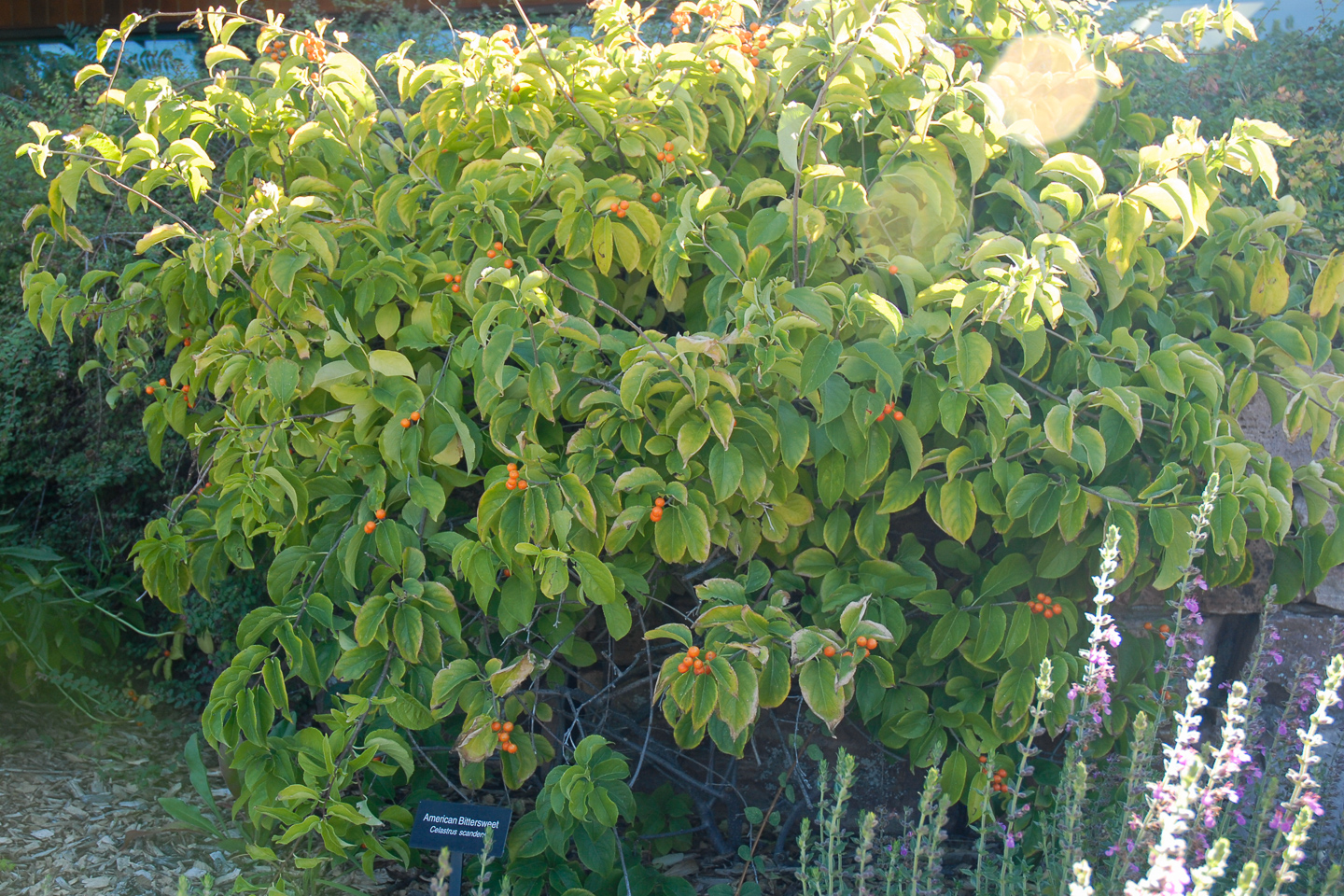 American Bittersweet